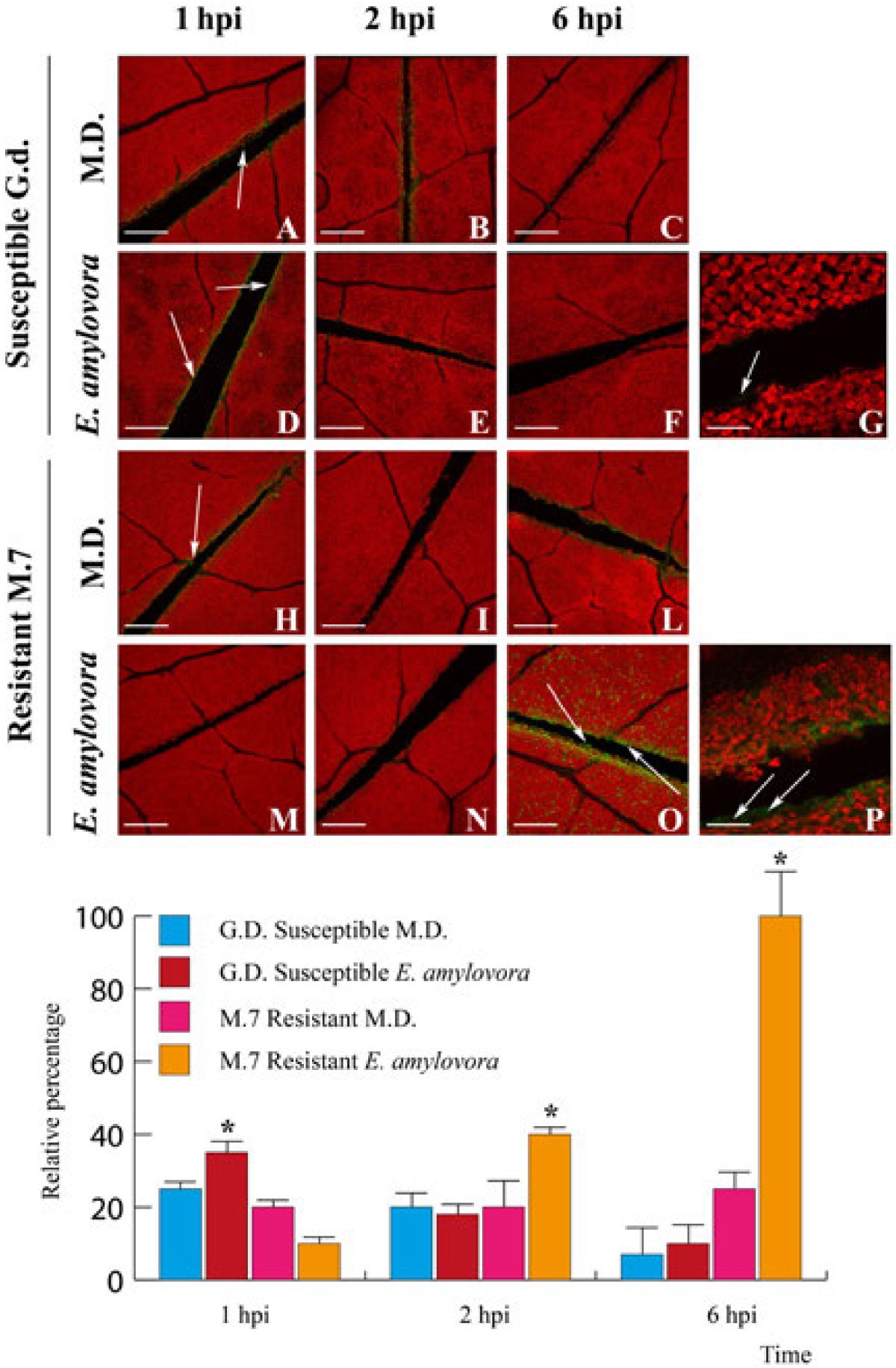 Figure 6