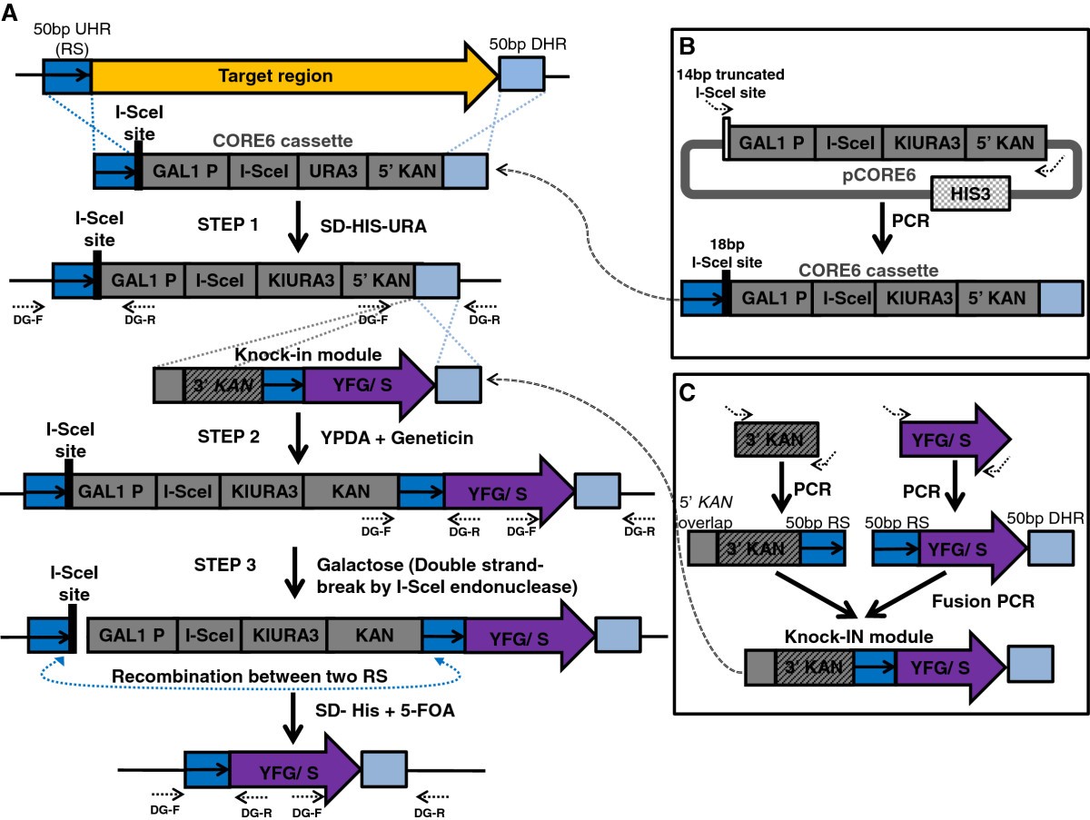 TREC-IN: gene knock-in genetic tool for genomes cloned in yeast | BMC  Genomics | Full Text