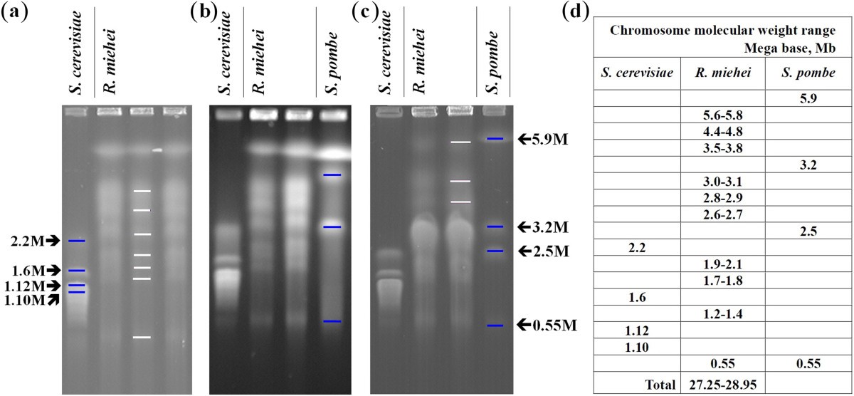 Genome sequence and transcriptome analyses of the thermophilic