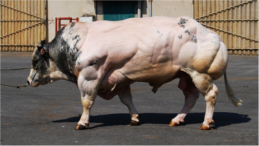 A male Belgian Blue cattle, noteworthy for being extremely muscular