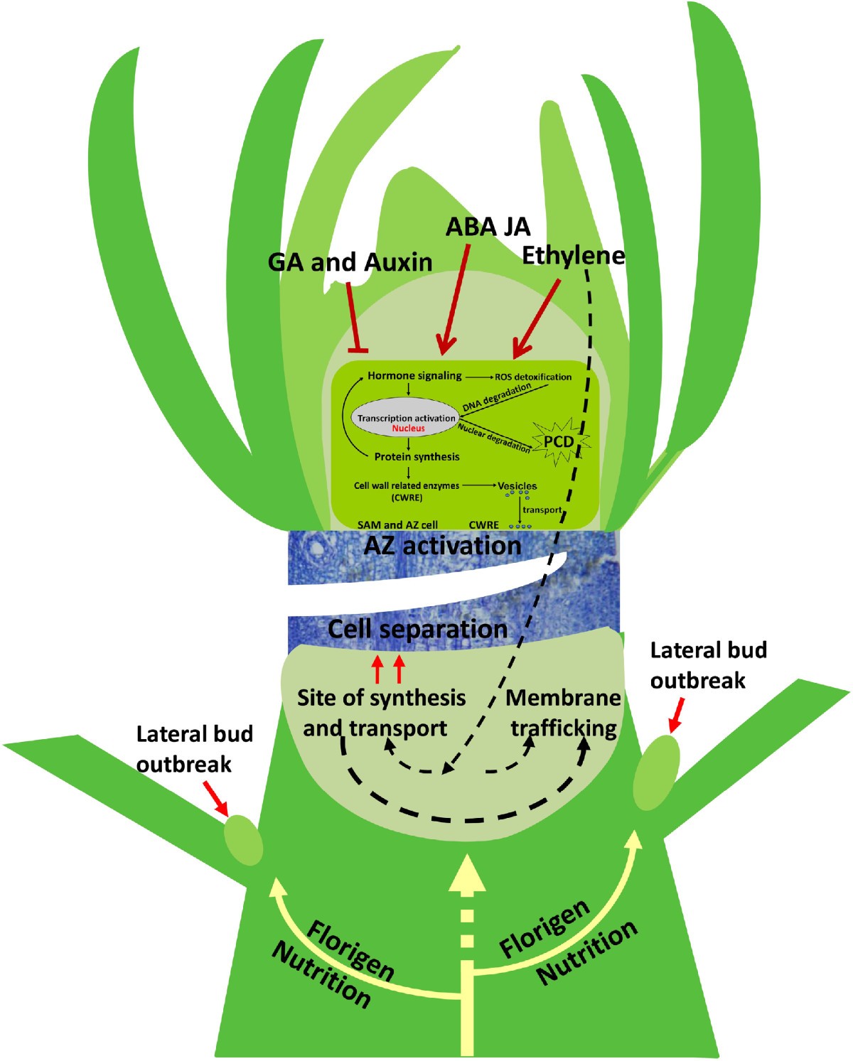 Figure 7