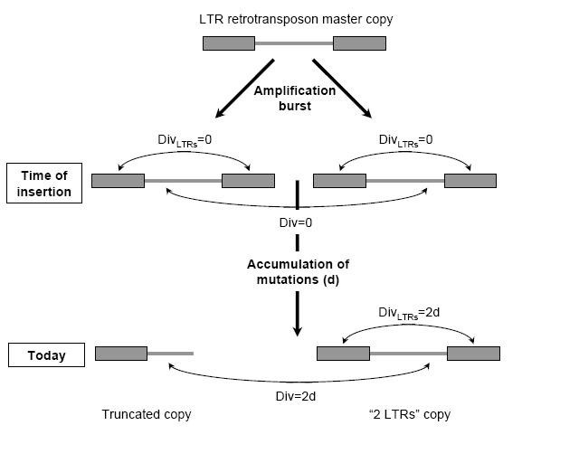 LTR retrotransposons in rice (Oryza sativa, L.): recent burst  amplifications followed by rapid DNA loss | BMC Genomics | Full Text