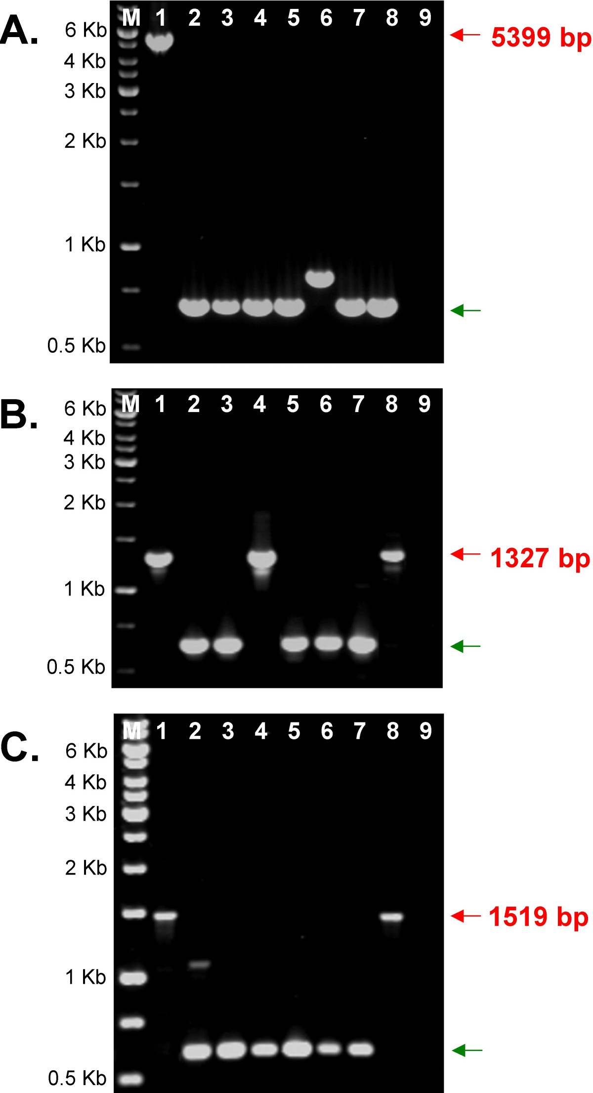 Figure 7