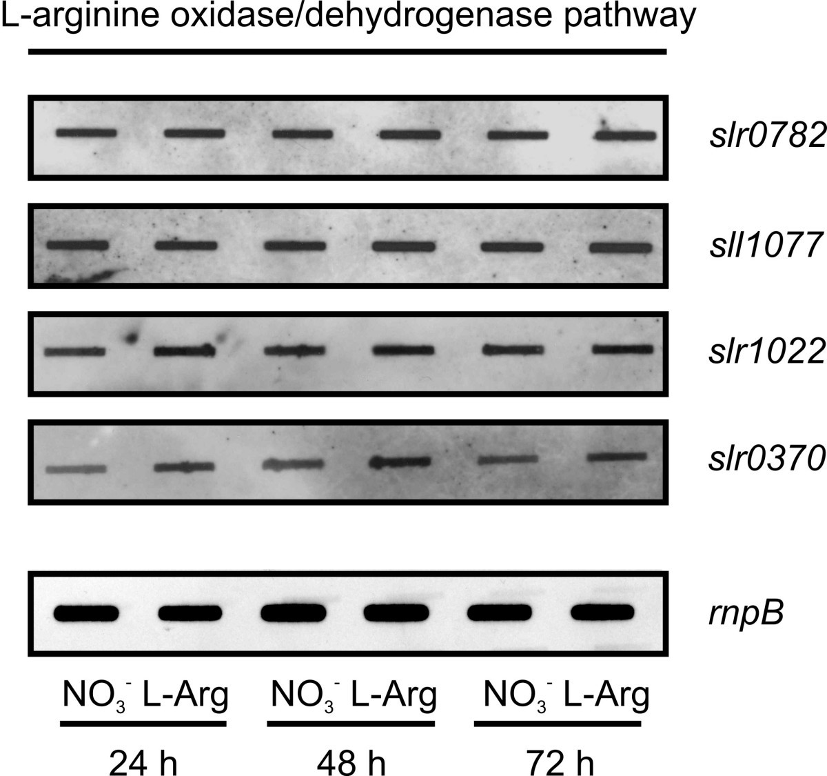 Figure 13