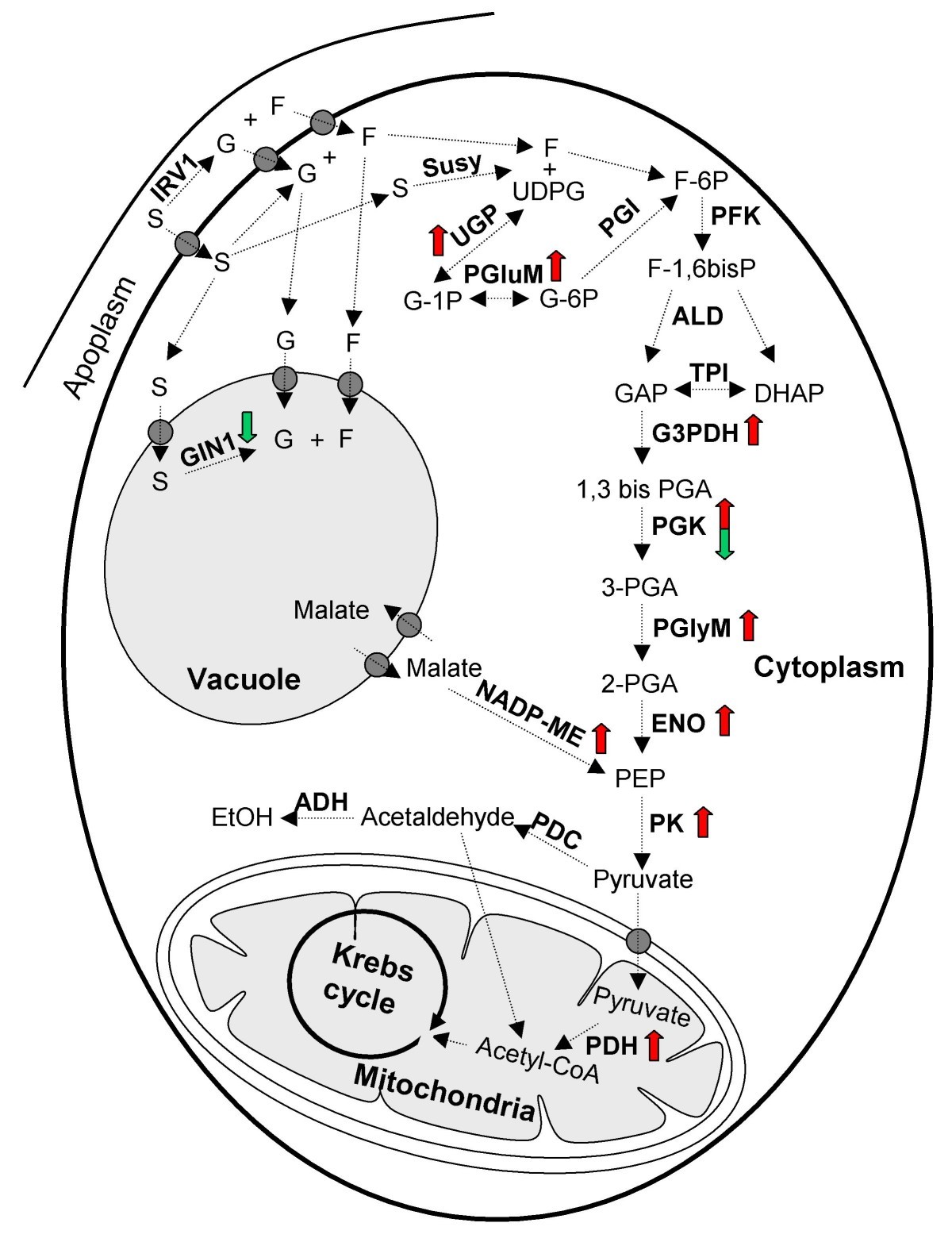 Figure 7