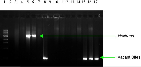 Figure 6