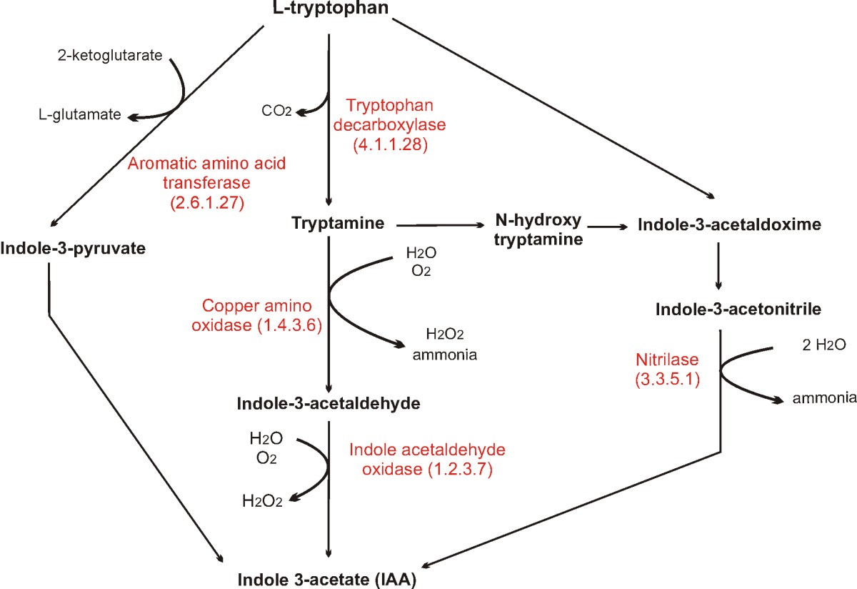 Figure 6