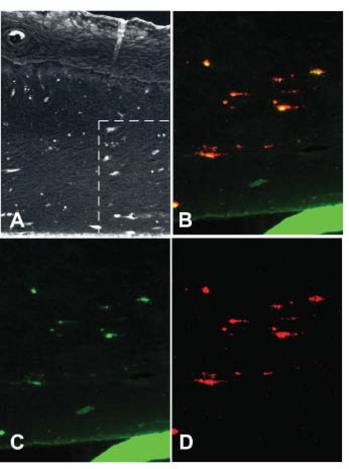 Figure 7