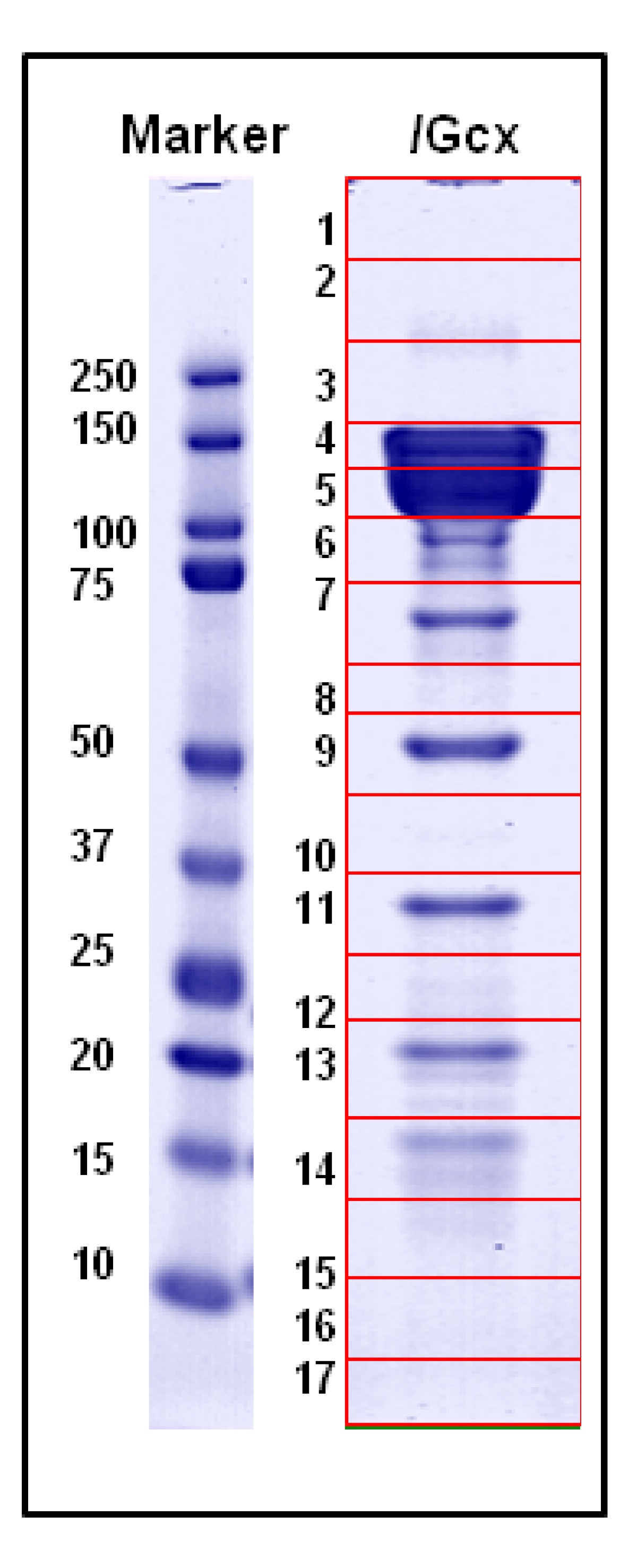 A historical and proteomic analysis of botulinum neurotoxin type/G | BMC  Microbiology | Full Text