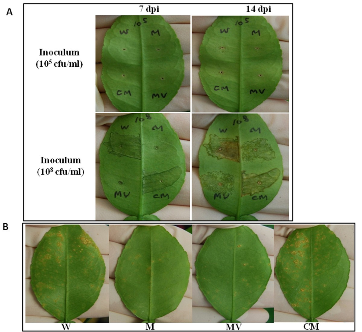 Figure 4