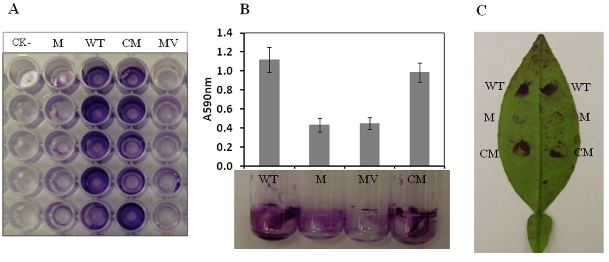 Figure 6