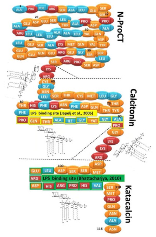 Procalcitonin neutralizes bacterial LPS and reduces LPS-induced cytokine  release in human peripheral blood mononuclear cells | BMC Microbiology |  Full Text