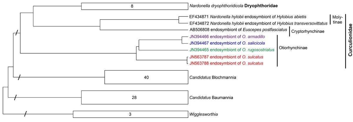assessment of bacterial endosymbiont diversity in otiorhynchusspp