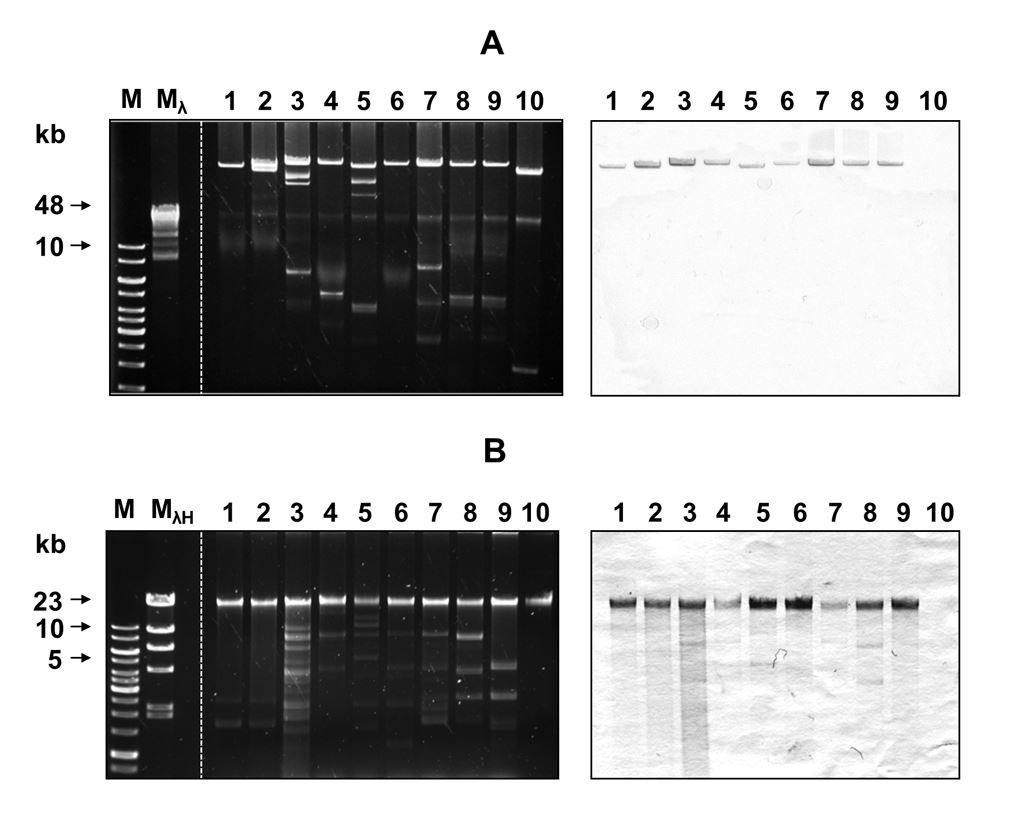 Molecular analysis of subtilase cytotoxin genes of food-borne Shiga  toxin-producing Escherichia coli reveals a new allelic subAB variant | BMC  Microbiology | Full Text