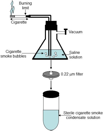 Cigarette smoke condensate increases C. albicans adhesion, growth, biofilm  formation, and EAP1, HWP1 and SAP2 gene expression | BMC Microbiology |  Full Text