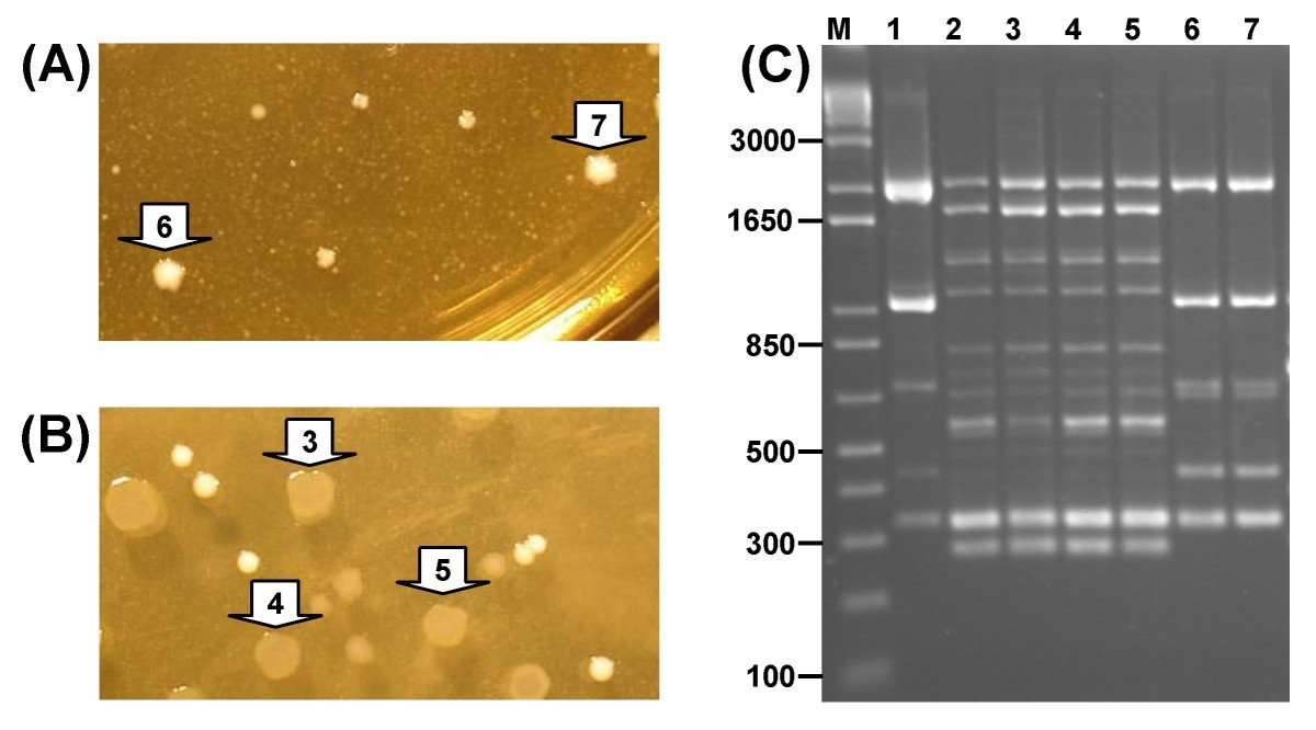 Figure 5