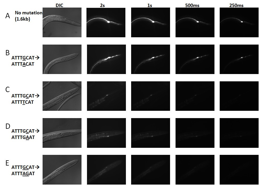 Figure 5