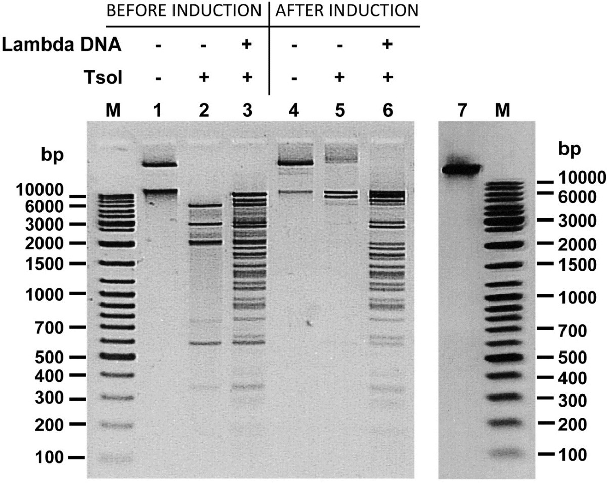 Three-stage biochemical selection: cloning of prototype class restriction endonuclease-methyltransferase TsoI the thermophile Thermus scotoductus | BMC Biology | Full Text