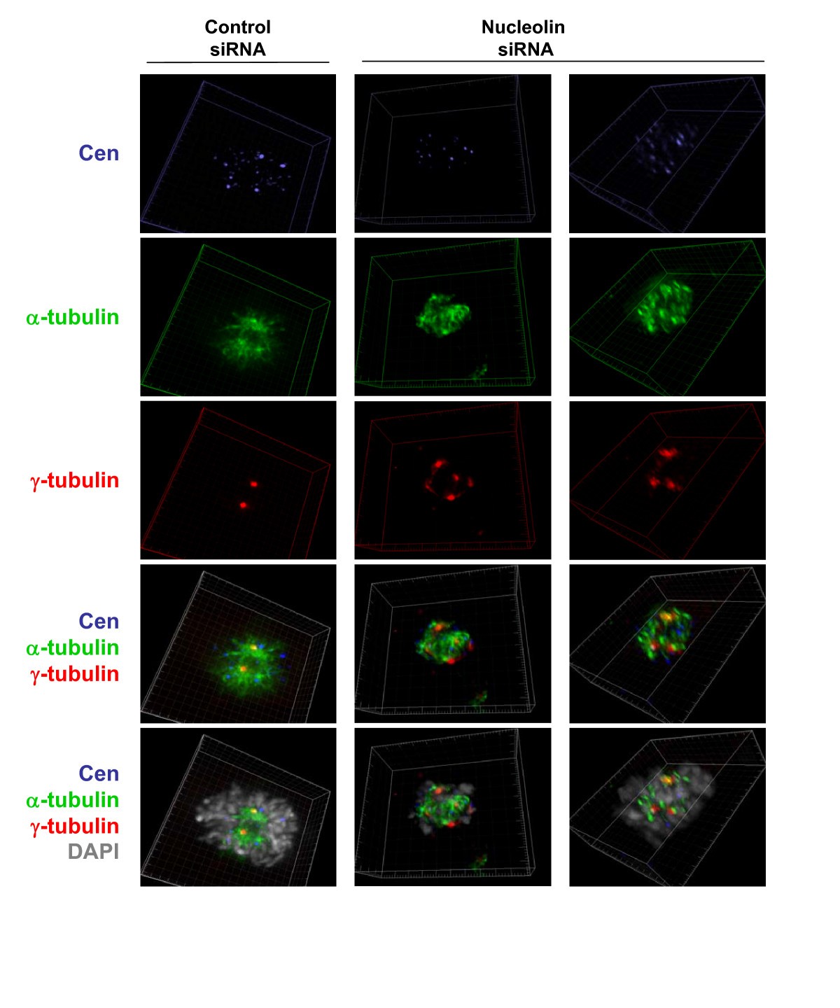 Inactivation of nucleolin leads to nucleolar disruption, cell cycle ... Biology Diagrams