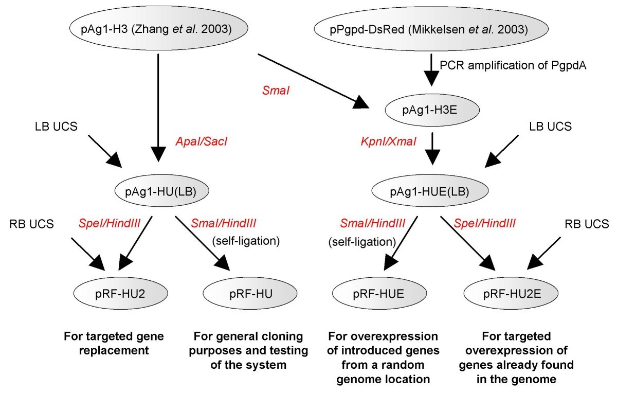 Cloning Flow Chart