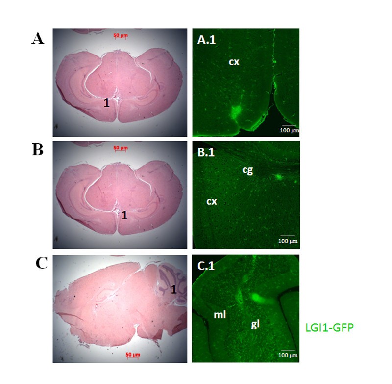 Figure 9