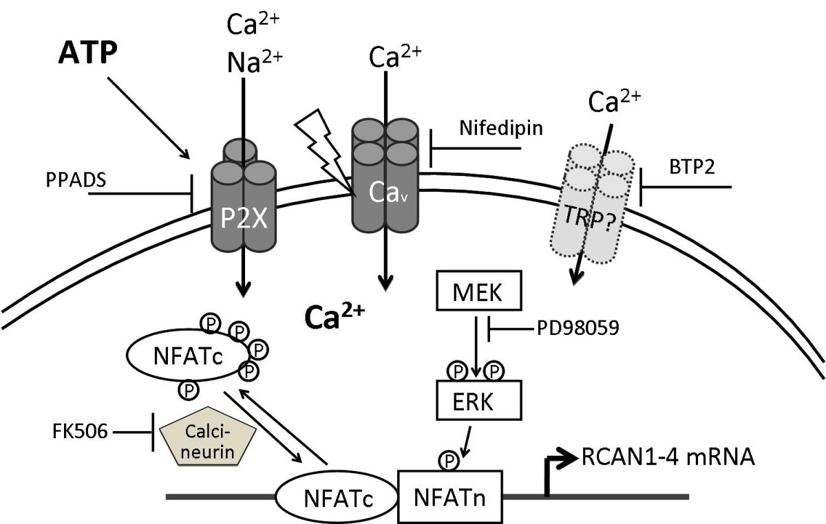 Figure 7