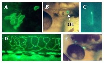 Figure 14