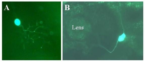 Figure 15