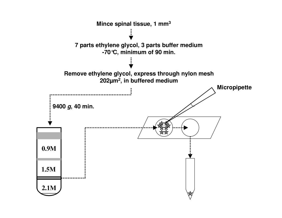 Parts Of A Cell Flow Chart