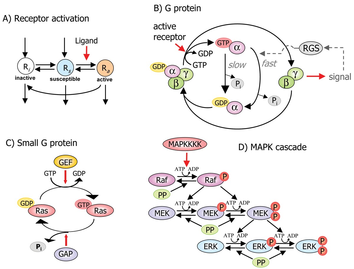 Mathematical modeling of intracellular signaling pathways | BMC