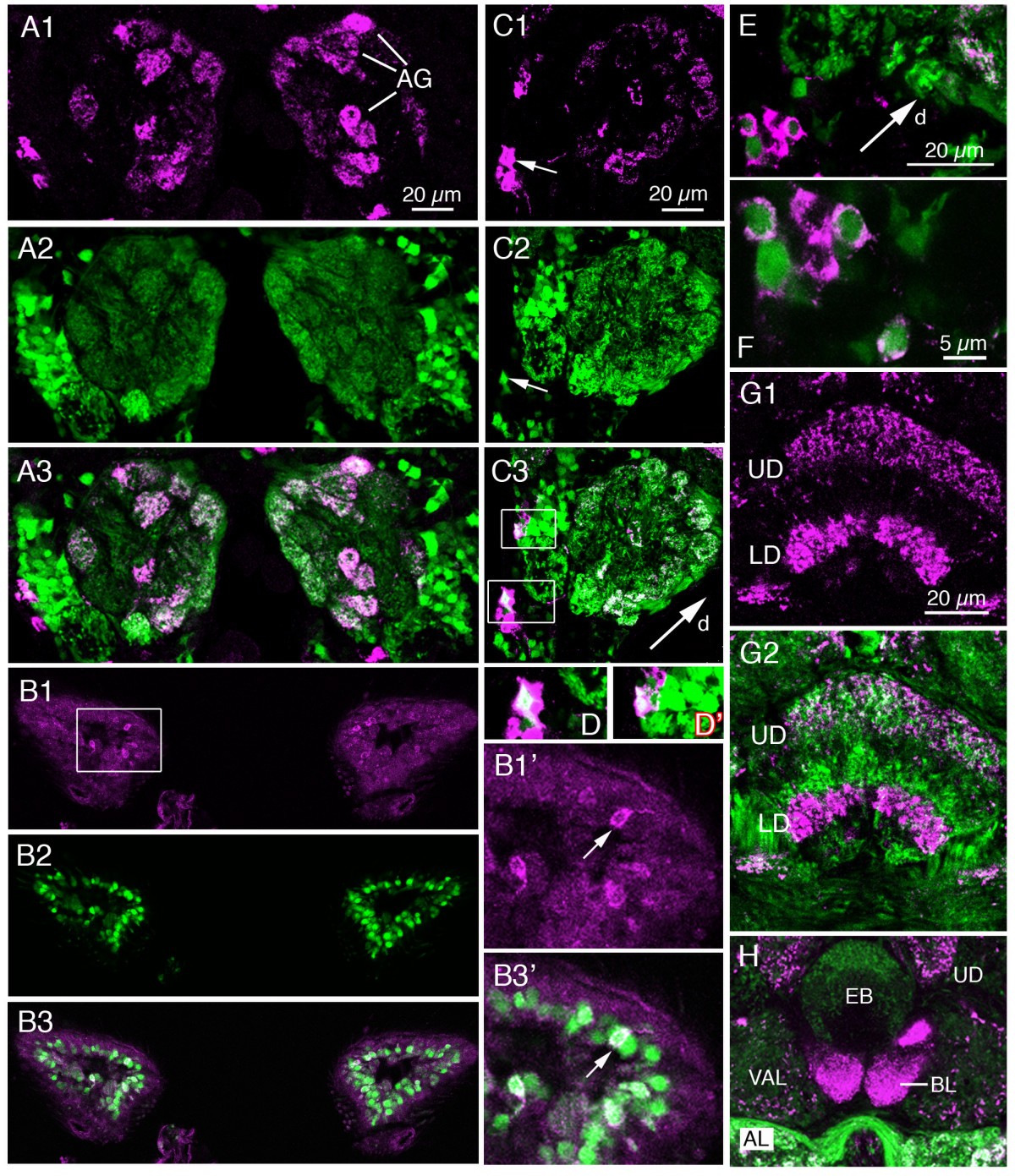 Figure 13