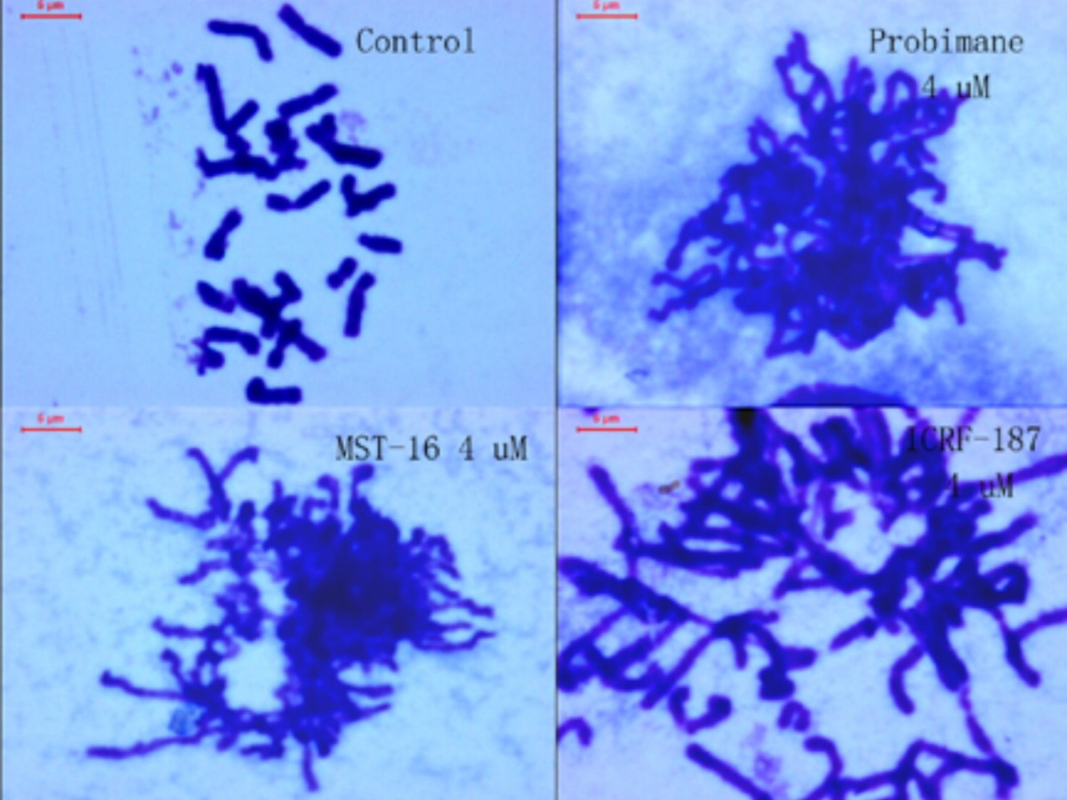 Figure 13