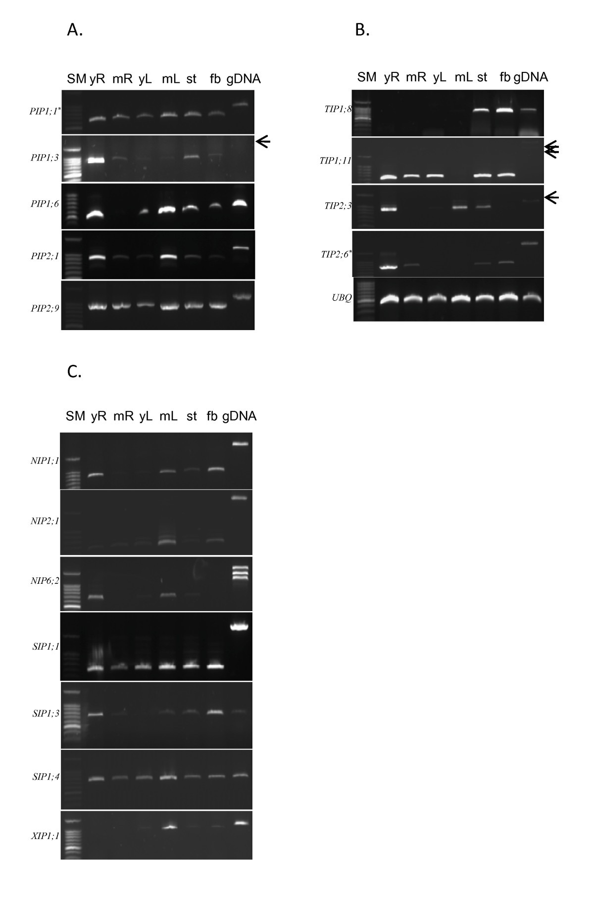 Identification Of The Family Of Aquaporin Genes And Their Expression