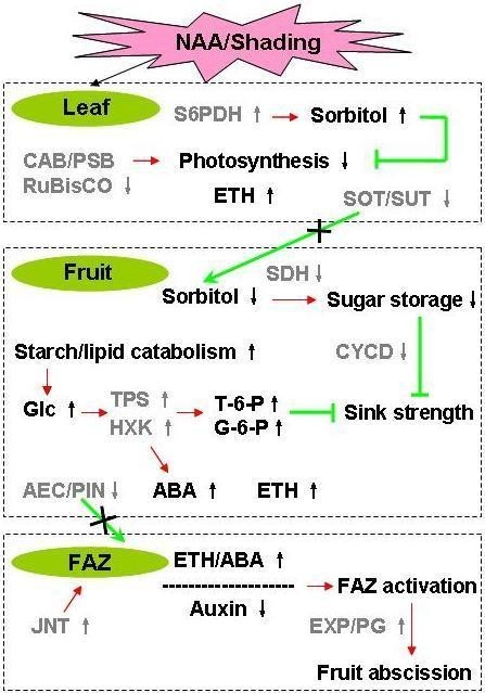 Figure 11