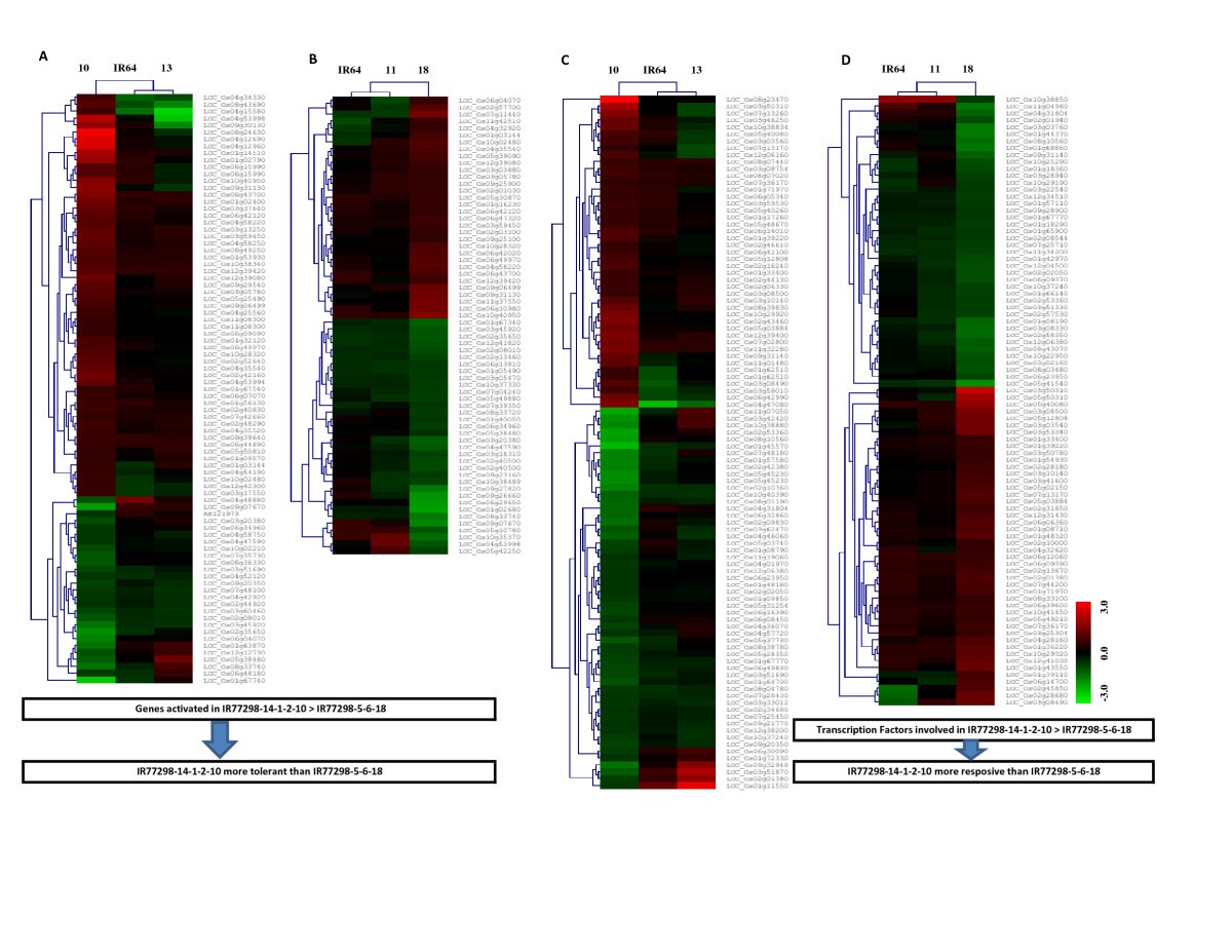 Comparative Analysis Of Root Transcriptome Profiles Of Two Pairs Of