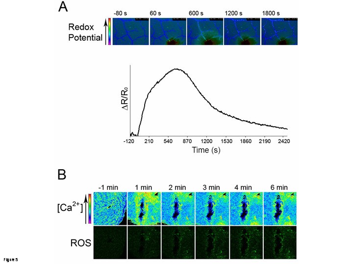 Figure 5