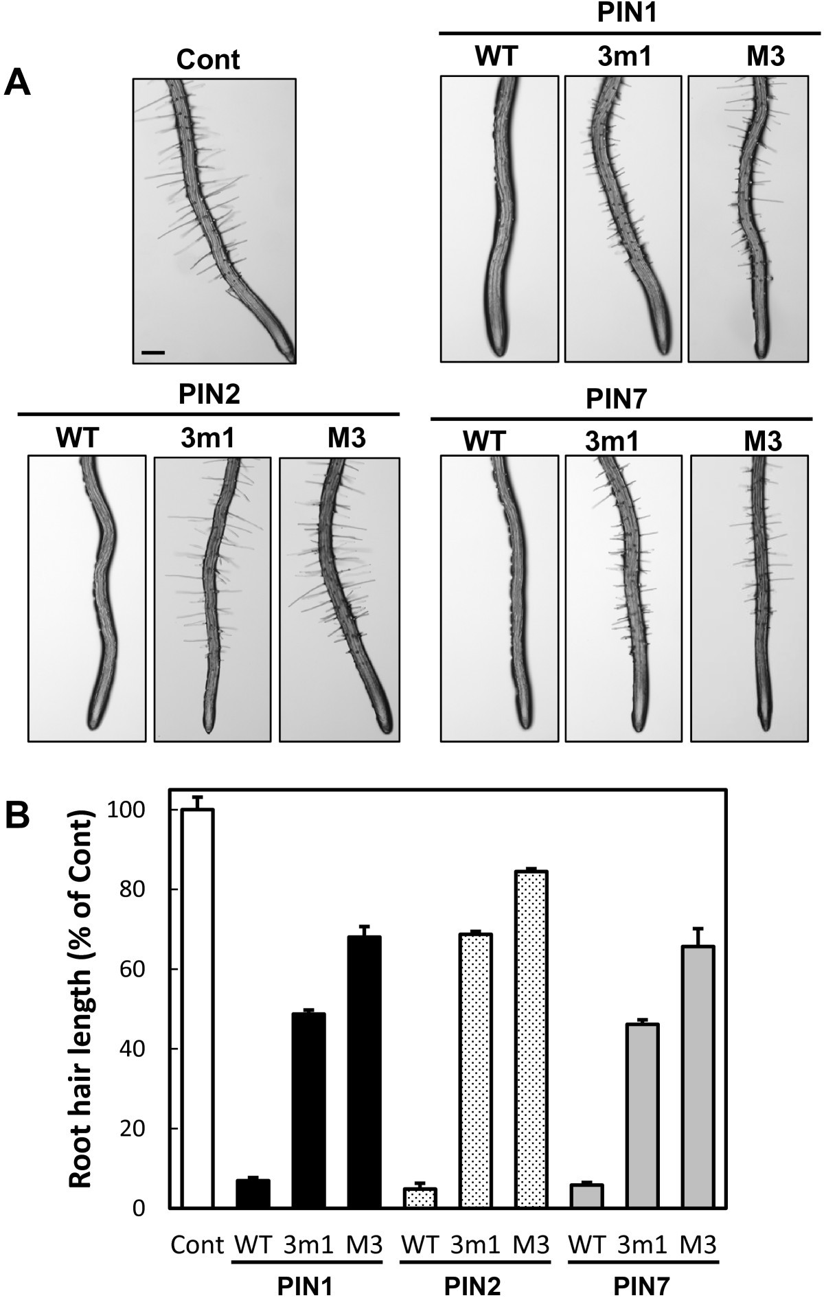 The M3 phosphorylation motif has been functionally conserved for  intracellular trafficking of long-looped PIN-FORMEDs in the Arabidopsis root  hair cell | BMC Plant Biology | Full Text