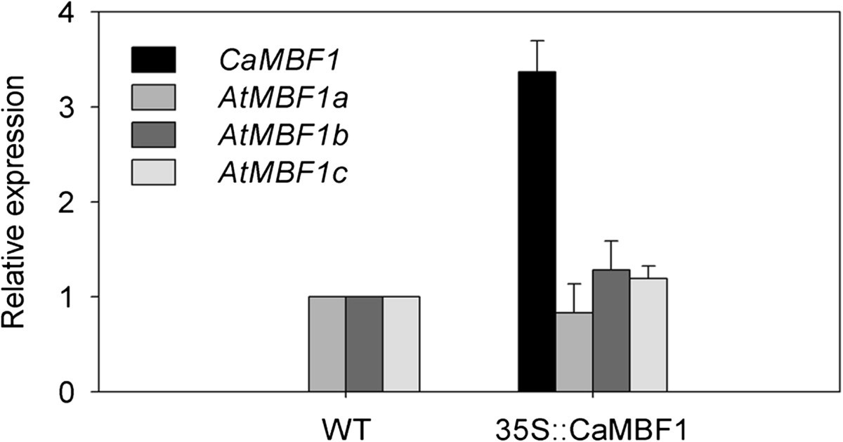 Figure 5