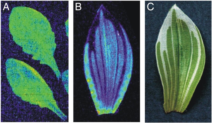 Figure 2