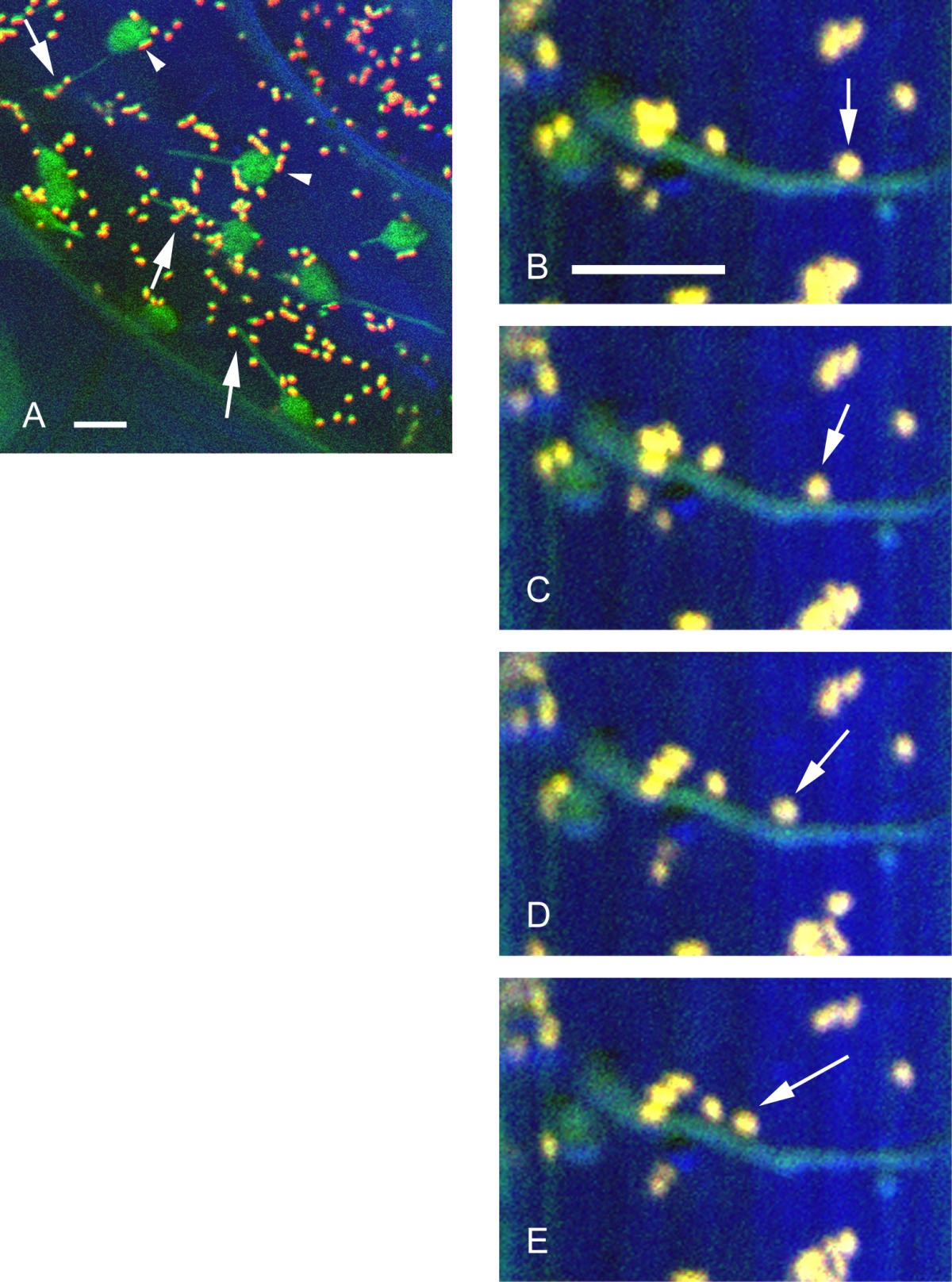 Figure 7