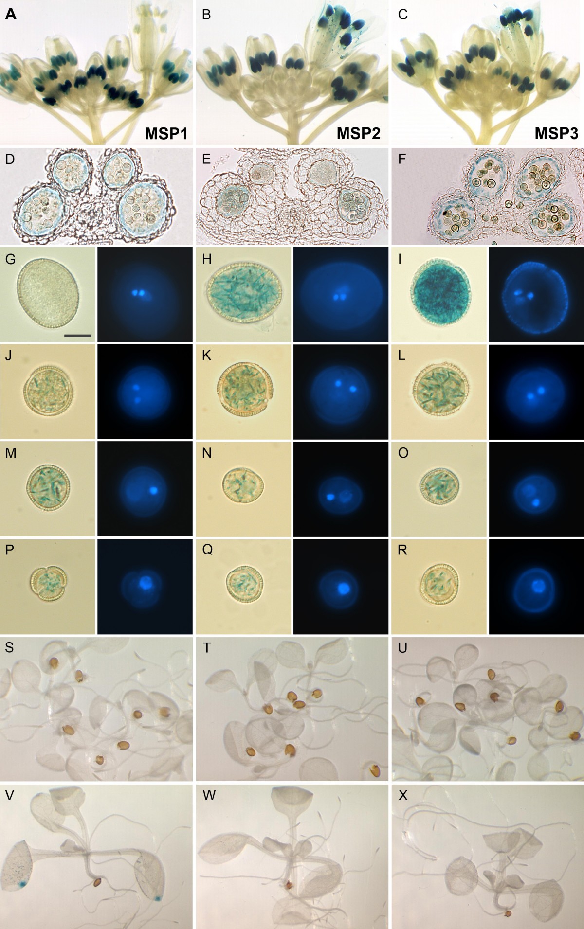 Identification Of Microspore Active Promoters That Allow Targeted Manipulation Of Gene Expression At Early Stages Of Microgametogenesis In Arabidopsis Bmc Plant Biology Full Text