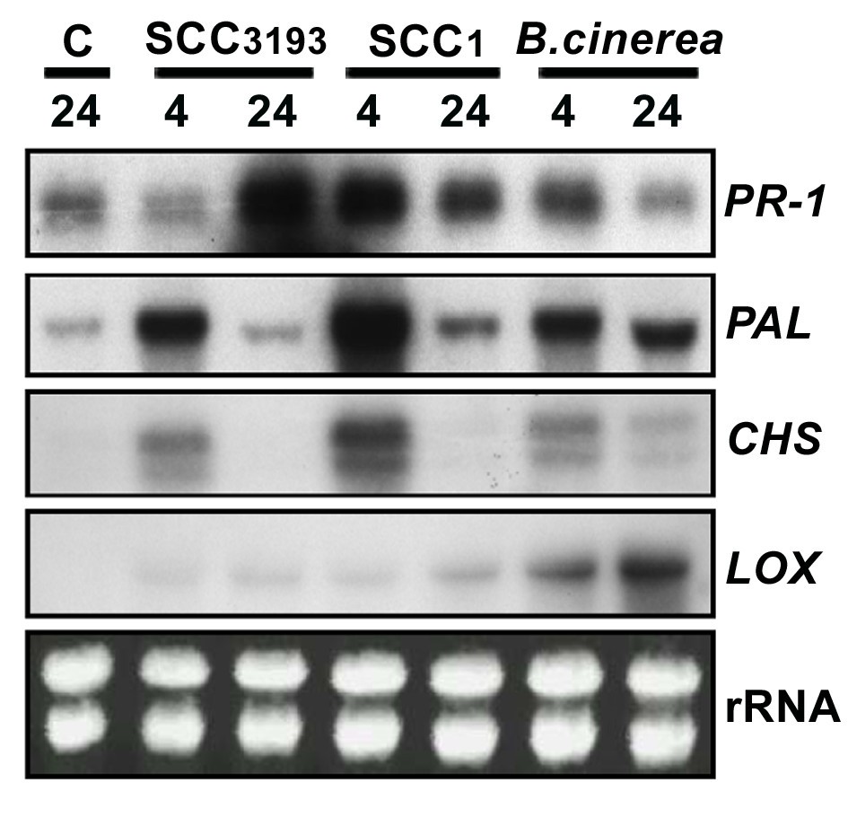 Figure 7