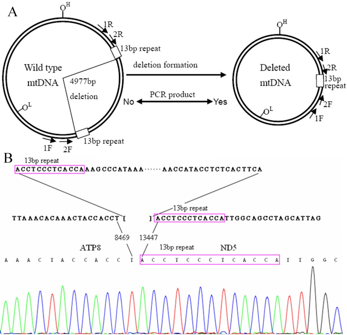 mitochondrial dna sequence analysis