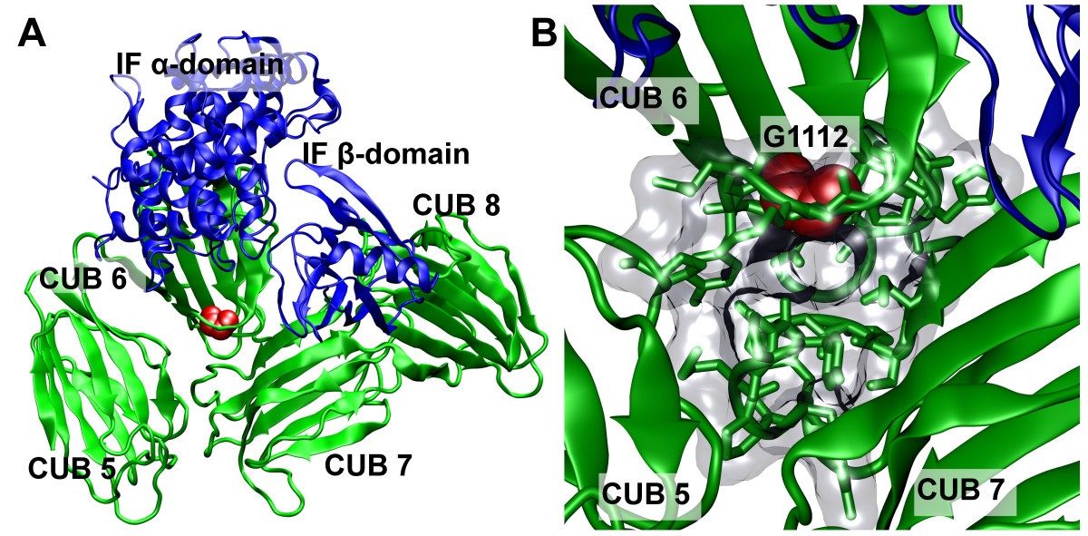 Detailed investigations of proximal tubular function in Imerslund