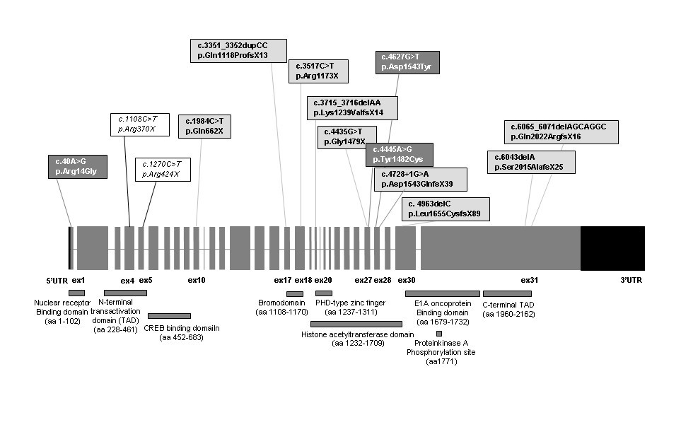 Rubinstein-Taybi Syndrome: spectrum of CREBBP mutations in Italian patients, BMC Medical Genetics