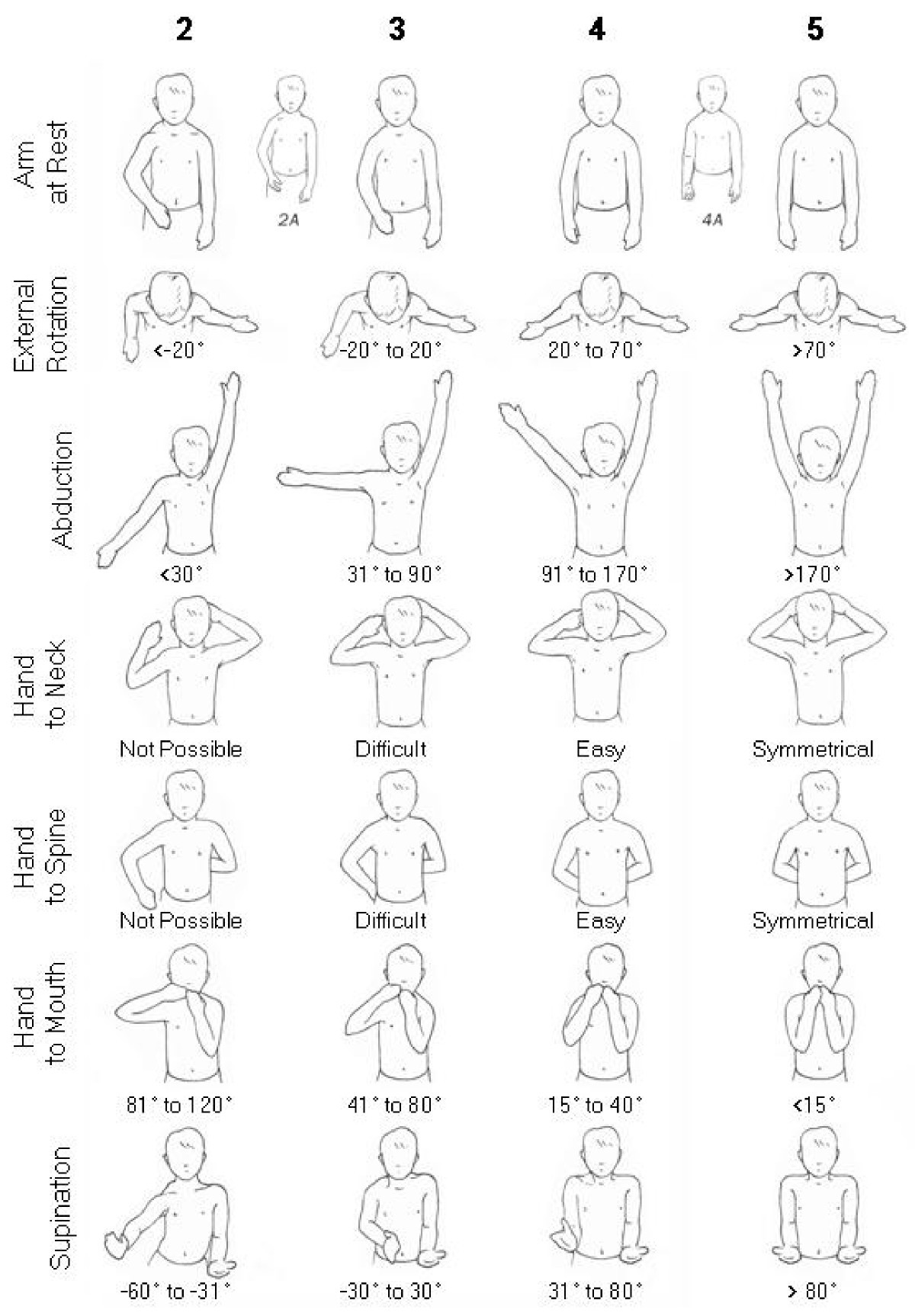 shoulder medial rotation