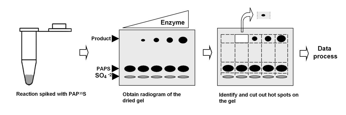 A versatile polyacrylamide gel electrophoresis based
