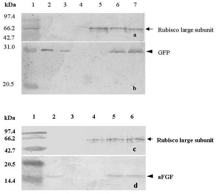 Efficient production of human acidic fibroblast growth factor in pea (Pisum  sativum L.) plants by agroinfection of germinated seeds | BMC Biotechnology  | Full Text