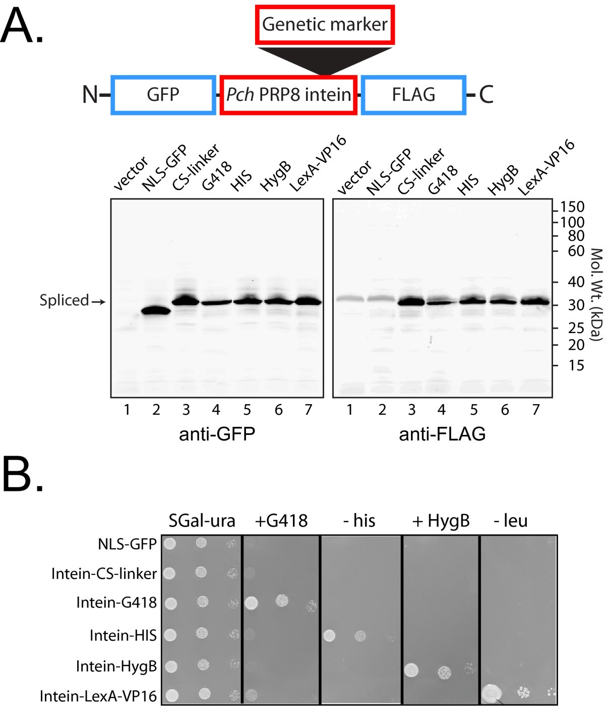 An intein with genetically selectable markers provides a new approach to  internally label proteins with GFP | BMC Biotechnology | Full Text