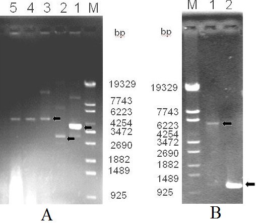 A novel PCR-based method for high throughput prokaryotic expression of  antimicrobial peptide genes | BMC Biotechnology | Full Text